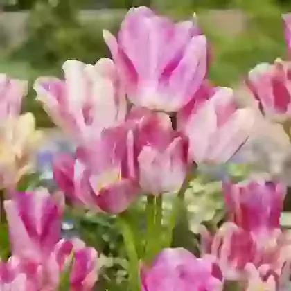 Multi Flowering Tulips